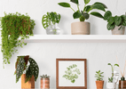 Greening Your Space: A Guide to Transformative Indoor Plants