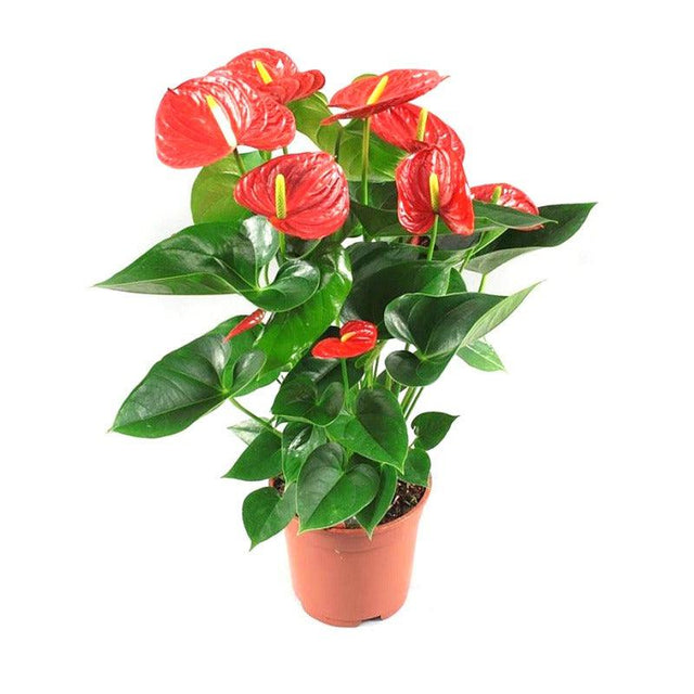 Flowering Plants