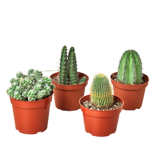 4 Cacti Variety Pack - 4.0" Pot