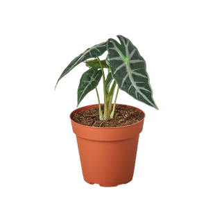 Alocasia Amazonica 'Bambino'