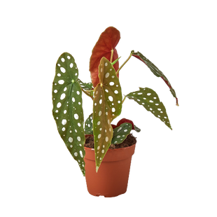 Begonia 'Maculata'