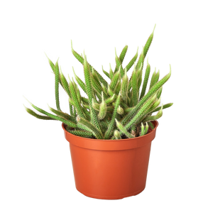 Rat Tail Cactus