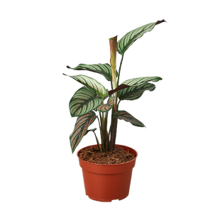 Calathea 'White Star'