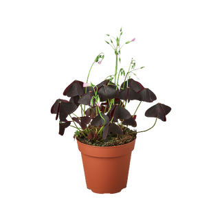 Oxalis Triangularis 'Purple Shamrock'