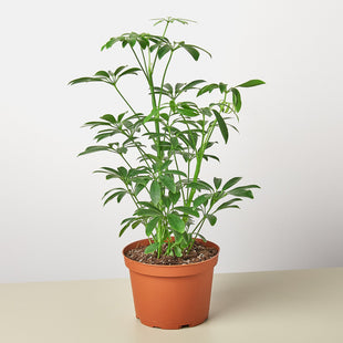 Schefflera Arboricola 'Umbrella'