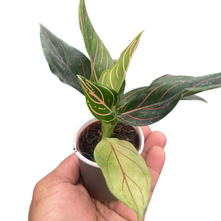 Chinese Evergreen 'Red Vein'