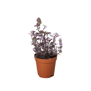 Tradescantia Callisia 'Pink Panther'
