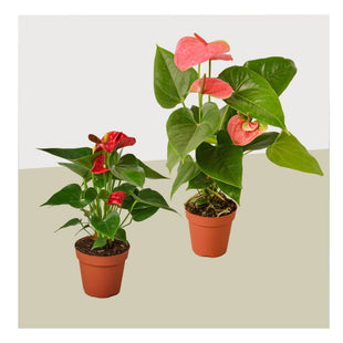 Two different Anthurium varieties in 4-inch pots with pink and red spathes and glossy green leaves.