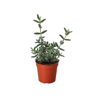 Delosperma echinatum 'Pickle Plant'