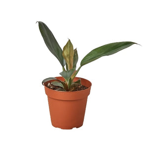 Philodendron 'Black Cardinal' - 4" Pot