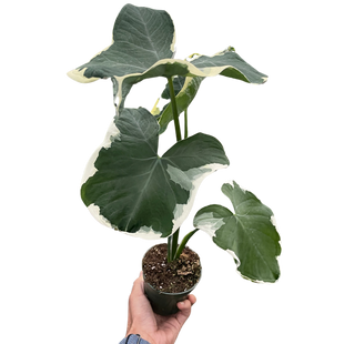 Alocasia 'Mickey Mouse' (Xanthosoma sagittifolium 'Variegatum Monstrosum')