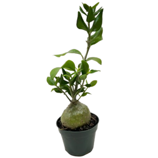 Ant Plant