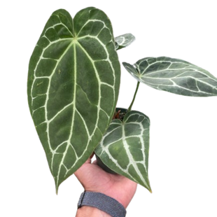 Anthurium Crystallinum