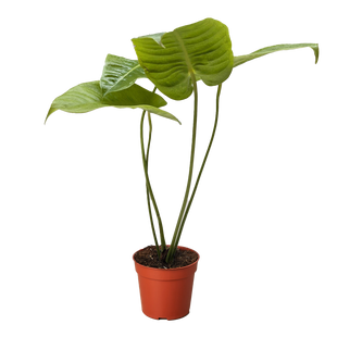 Anthurium 'Veitchii'
