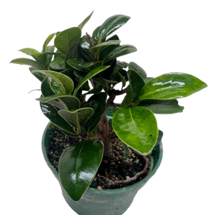 Bonsai Ficus Compacta