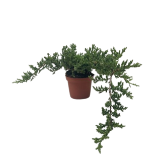 Bonsai Juniper