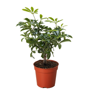 Bonsai Schefflera Arboricola