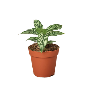 Calathea 'Vittata'