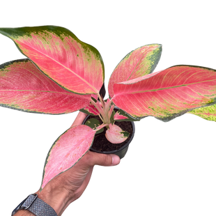 Chinese Evergreen 'Pink Pearl'