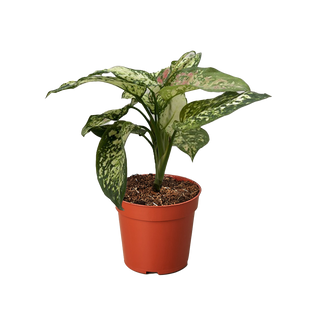 Chinese Evergreen 'Wishes'