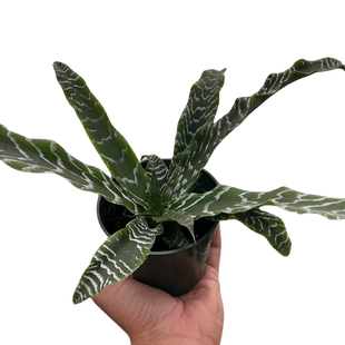 Cryptanthus 'Betty'