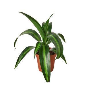 Dracaena 'Massangeana' - 4" Pot