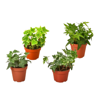 4 Different English Ivy Plants - 4" Pots - Live House Plant