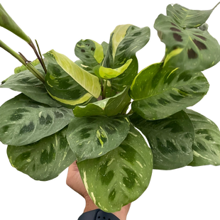Maranta Variegated 'Beauty Kim'