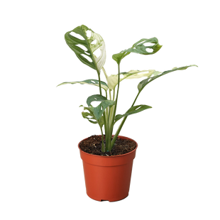 Monstera Adansonii 'Swiss Cheese Variegated'