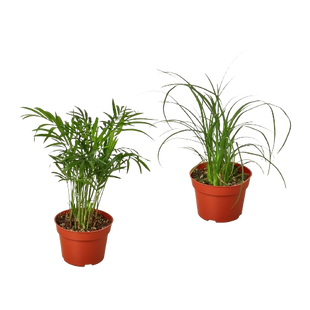 2 Palm Variety Pack / 4" Pots / Live Plant / House Plant