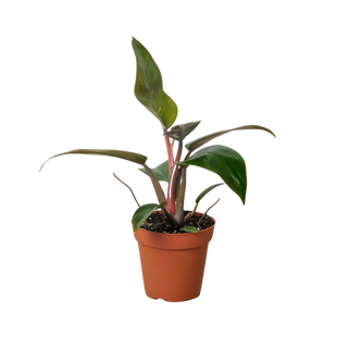 Philodendron 'Birkin Pink'