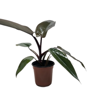 Philodendron Majesty