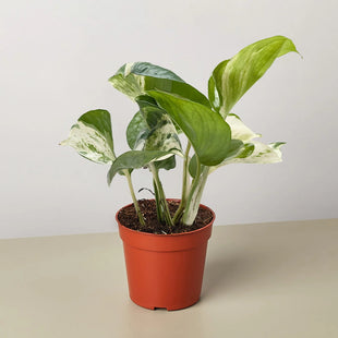 Pothos Manjula