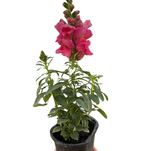 SnapDragon