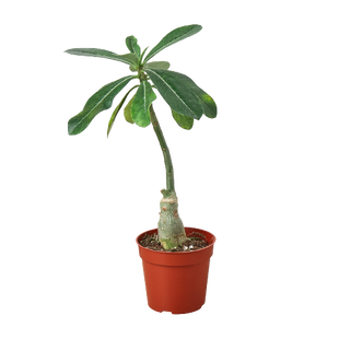 Succulent Adenium Obesum 'Desert Rose'
