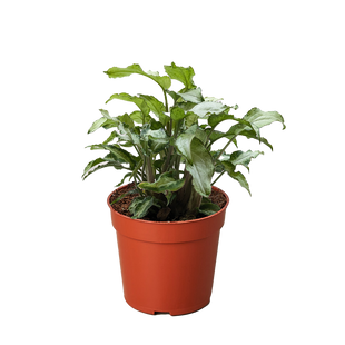 Syngonium 'Three Kings'