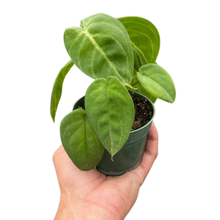 Syngonium 'Ice Frost'