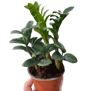 Zamioculcas zamiifolia 'Zenzi'