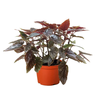 Begonia 'Corallina'