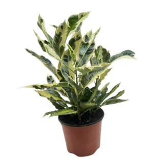 Croton 'Tamara'