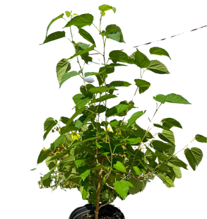 ED Mulberry