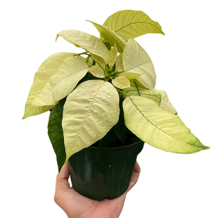 Poinsettia 'White'