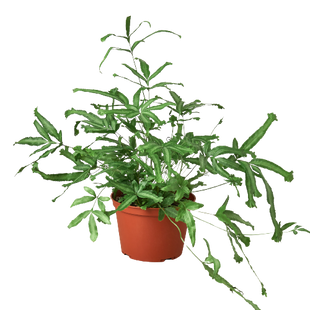 Pteris Cretica 'Mayi' Fern - 6" Pot