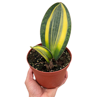 Variegated Shark Fin Snake Plant | Live Indoor Plant | Easy to Care | Natural Décor