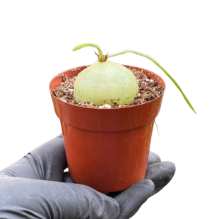 Climbing Onion