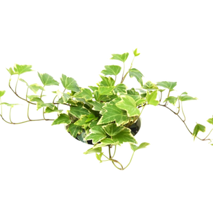 English Ivy 'Eva'