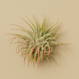Tillandsia Air Plant Ionantha w/ Fertilizer