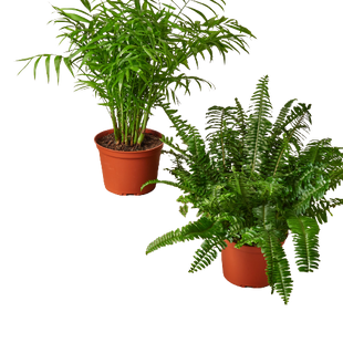 2 - 6" Pet-Friendly Plants Premium Subscription box