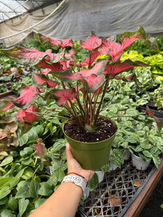 Caladium Red Flash