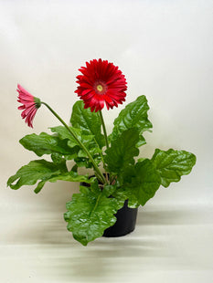 Gerbera Sweet Love Red